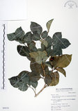 中文名:長果月橘(S050153)學名:Murraya paniculata (L.) Jack. var. omphalocarpa (Hayata) Swingle(S050153)英文名:Lanyu Jasmin Orange