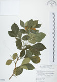 中文名:長果月橘(S050906)學名:Murraya paniculata (L.) Jack. var. omphalocarpa (Hayata) Swingle(S050906)英文名:Lanyu Jasmin Orange