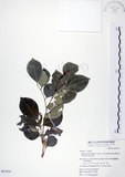中文名:長果月橘(S051014)學名:Murraya paniculata (L.) Jack. var. omphalocarpa (Hayata) Swingle(S051014)英文名:Lanyu Jasmin Orange