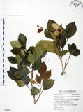 中文名:長果月橘(S054266)學名:Murraya paniculata (L.) Jack. var. omphalocarpa (Hayata) Swingle(S054266)英文名:Lanyu Jasmin Orange