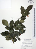 中文名:長果月橘(S063027)學名:Murraya paniculata (L.) Jack. var. omphalocarpa (Hayata) Swingle(S063027)英文名:Lanyu Jasmin Orange