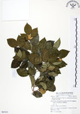 中文名:長果月橘(S063253)學名:Murraya paniculata (L.) Jack. var. omphalocarpa (Hayata) Swingle(S063253)英文名:Lanyu Jasmin Orange