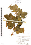 中文名:長果月橘(S065734)學名:Murraya paniculata (L.) Jack. var. omphalocarpa (Hayata) Swingle(S065734)英文名:Lanyu Jasmin Orange