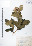 中文名:長果月橘(S065739)學名:Murraya paniculata (L.) Jack. var. omphalocarpa (Hayata) Swingle(S065739)英文名:Lanyu Jasmin Orange