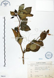 中文名:長果月橘(S066197)學名:Murraya paniculata (L.) Jack. var. omphalocarpa (Hayata) Swingle(S066197)英文名:Lanyu Jasmin Orange
