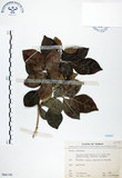 中文名:長果月橘(S066198)學名:Murraya paniculata (L.) Jack. var. omphalocarpa (Hayata) Swingle(S066198)英文名:Lanyu Jasmin Orange
