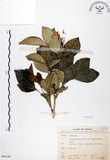 中文名:長果月橘(S066199)學名:Murraya paniculata (L.) Jack. var. omphalocarpa (Hayata) Swingle(S066199)英文名:Lanyu Jasmin Orange
