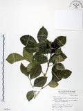 中文名:長果月橘(S067817)學名:Murraya paniculata (L.) Jack. var. omphalocarpa (Hayata) Swingle(S067817)英文名:Lanyu Jasmin Orange