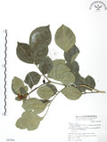 中文名:長果月橘(S067864)學名:Murraya paniculata (L.) Jack. var. omphalocarpa (Hayata) Swingle(S067864)英文名:Lanyu Jasmin Orange