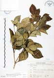 中文名:長果月橘(S073452)學名:Murraya paniculata (L.) Jack. var. omphalocarpa (Hayata) Swingle(S073452)英文名:Lanyu Jasmin Orange