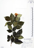 中文名:長果月橘(S074920)學名:Murraya paniculata (L.) Jack. var. omphalocarpa (Hayata) Swingle(S074920)英文名:Lanyu Jasmin Orange
