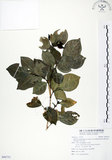 中文名:長果月橘(S096753)學名:Murraya paniculata (L.) Jack. var. omphalocarpa (Hayata) Swingle(S096753)英文名:Lanyu Jasmin Orange