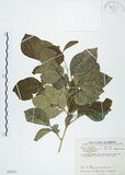 中文名:長果月橘(S099283)學名:Murraya paniculata (L.) Jack. var. omphalocarpa (Hayata) Swingle(S099283)英文名:Lanyu Jasmin Orange