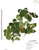 中文名:長果月橘(S105450)學名:Murraya paniculata (L.) Jack. var. omphalocarpa (Hayata) Swingle(S105450)英文名:Lanyu Jasmin Orange
