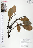 中文名:山欖(S005929)學名:Planchonella obovata (R. Br.) Pierre(S005929)中文別名:樹青英文名:Pouteria