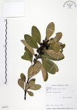 中文名:山欖(S030574)學名:Planchonella obovata (R. Br.) Pierre(S030574)中文別名:樹青英文名:Pouteria