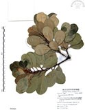 中文名:山欖(S062829)學名:Planchonella obovata (R. Br.) Pierre(S062829)中文別名:樹青英文名:Pouteria