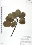 中文名:山欖(S067783)學名:Planchonella obovata (R. Br.) Pierre(S067783)中文別名:樹青英文名:Pouteria