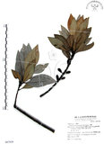 中文名:山欖(S067839)學名:Planchonella obovata (R. Br.) Pierre(S067839)中文別名:樹青英文名:Pouteria