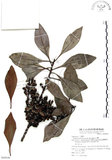 中文名:山欖(S068646)學名:Planchonella obovata (R. Br.) Pierre(S068646)中文別名:樹青英文名:Pouteria