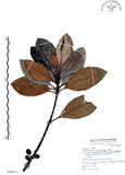 中文名:山欖(S068651)學名:Planchonella obovata (R. Br.) Pierre(S068651)中文別名:樹青英文名:Pouteria