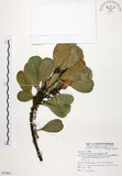 中文名:山欖(S074941)學名:Planchonella obovata (R. Br.) Pierre(S074941)中文別名:樹青英文名:Pouteria
