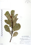 中文名:山欖(S079692)學名:Planchonella obovata (R. Br.) Pierre(S079692)中文別名:樹青英文名:Pouteria