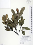 中文名:山欖(S081834)學名:Planchonella obovata (R. Br.) Pierre(S081834)中文別名:樹青英文名:Pouteria
