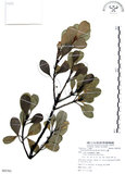 中文名:山欖(S085382)學名:Planchonella obovata (R. Br.) Pierre(S085382)中文別名:樹青英文名:Pouteria