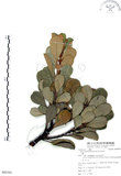 中文名:山欖(S085393)學名:Planchonella obovata (R. Br.) Pierre(S085393)中文別名:樹青英文名:Pouteria