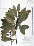 中文名:山欖(S089010)學名:Planchonella obovata (R. Br.) Pierre(S089010)中文別名:樹青英文名:Pouteria