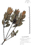 中文名:山欖(S092287)學名:Planchonella obovata (R. Br.) Pierre(S092287)中文別名:樹青英文名:Pouteria