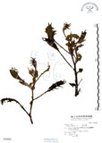 中文名:羊不食 (S036882)學名:Solanum lasiocarpum Dunal(S036882)中文別名:毛茄