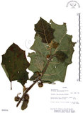 中文名:羊不食 (S050554)學名:Solanum lasiocarpum Dunal(S050554)中文別名:毛茄