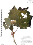 中文名:羊不食 (S080365)學名:Solanum lasiocarpum Dunal(S080365)中文別名:毛茄