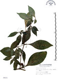 中文名:龍珠(S006678)學名:Tubocapsicum anomalum (Franch. & Sav.) Makino(S006678)