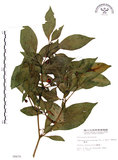 中文名:龍珠(S006679)學名:Tubocapsicum anomalum (Franch. & Sav.) Makino(S006679)