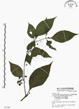 中文名:龍珠(S077481)學名:Tubocapsicum anomalum (Franch. & Sav.) Makino(S077481)