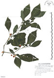 中文名:龍珠(S084235)學名:Tubocapsicum anomalum (Franch. & Sav.) Makino(S084235)