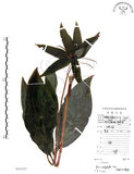 中文名:七葉一枝花(S101527)學名:Paris polyphylla Smith(S101527)