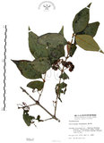 中文名:杜虹花(S000507)學名:Callicarpa formosana Rolfe(S000507)英文名:Formosan beauty-berry