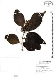 中文名:杜虹花(S001221)學名:Callicarpa formosana Rolfe(S001221)英文名:Formosan beauty-berry