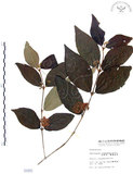 中文名:杜虹花(S001870)學名:Callicarpa formosana Rolfe(S001870)英文名:Formosan beauty-berry