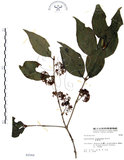 中文名:杜虹花(S002566)學名:Callicarpa formosana Rolfe(S002566)英文名:Formosan beauty-berry