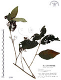 中文名:杜虹花(S002964)學名:Callicarpa formosana Rolfe(S002964)英文名:Formosan beauty-berry