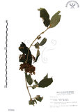 中文名:杜虹花(S003202)學名:Callicarpa formosana Rolfe(S003202)英文名:Formosan beauty-berry