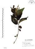 中文名:杜虹花(S003204)學名:Callicarpa formosana Rolfe(S003204)英文名:Formosan beauty-berry