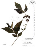 中文名:杜虹花(S003205)學名:Callicarpa formosana Rolfe(S003205)英文名:Formosan beauty-berry