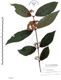 中文名:杜虹花(S003365)學名:Callicarpa formosana Rolfe(S003365)英文名:Formosan beauty-berry