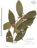 中文名:杜虹花(S003453)學名:Callicarpa formosana Rolfe(S003453)英文名:Formosan beauty-berry